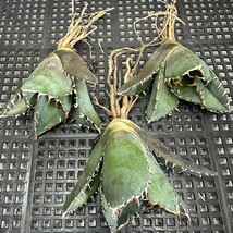 【438】アガベ チタノタ 白鯨 白鯨 Agave titanota Beluga angel 3株同梱 _画像1