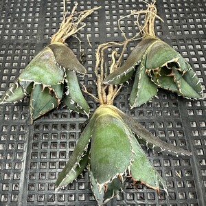 【438】アガベ チタノタ 白鯨 白鯨 Agave titanota Beluga angel 3株同梱 