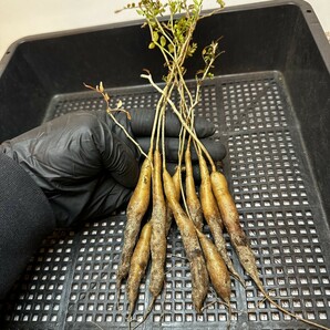 【623】 塊根植物 オペルクリカリア パキプス Operculicarya pachypus 実生株 10株同梱 の画像6
