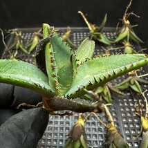 【635】アガベ チタノタ 鯊魚剣 agave titanota 精選優良血統 20株同梱_画像3