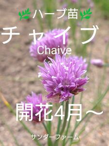 チャイブ《大人気ハーブ苗》Chives 福島県産　コンパニオンプランツ　