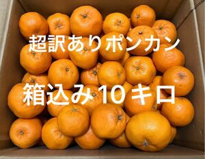 超訳あり　長崎産　伊木力佐瀬地区　ポンカン　箱込み10キロ