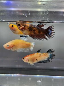 ベタ クラウンテール 幼魚 メス ４匹セット カラーまぜまぜ 自家繁殖 ♀ 姫水槽に