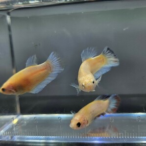 ベタ 幼魚 メス 3匹セット グリッセル×ダンボ 自家繁殖 ♀ 姫水槽にの画像5