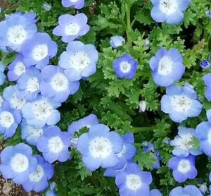 ネモフィラの種　種子　10粒　春秋蒔き　花の種　同梱可能　青い花　ブルーガーデン　青花　蒼い　ナチュラルガーデン