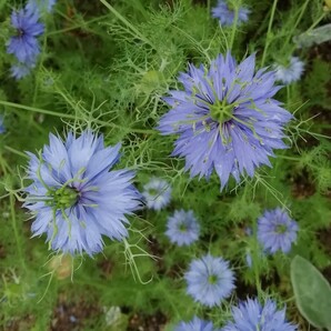 ニゲラの種 40粒種子 青のみ 春秋蒔き 花の種 同梱可能 青い花 青花ブルーガーデン ブルーの花 クロタネソウ ナチュラルガーデンの画像1