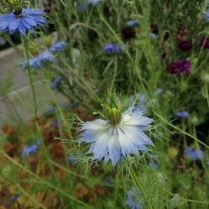 ニゲラの種 40粒種子 青のみ 春秋蒔き 花の種 同梱可能 青い花 青花ブルーガーデン ブルーの花 クロタネソウ ナチュラルガーデンの画像2
