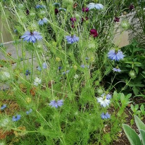 ニゲラの種 40粒種子 青のみ 春秋蒔き 花の種 同梱可能 青い花 青花ブルーガーデン ブルーの花 クロタネソウ ナチュラルガーデンの画像5