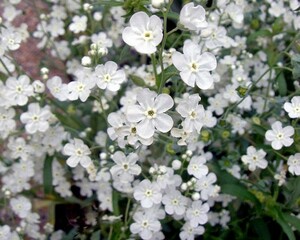 オンファロデス リニフォリア 種子 15粒　花の種　同梱可能　白花　かすみ草似　白い花　ナチュラルガーデン　カワイイ小花　秋、春蒔き