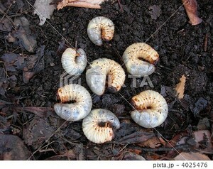 埼玉県　天然　カブトムシ幼虫　50匹