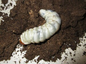 サキシマヒラタ幼虫5匹