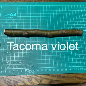 Tacoma violet穂木 いちじく穂木 イチジク穂木 