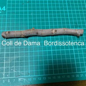 Coll de Dama Bordissotenca穂木　イチジク穂木 いちじく穂木 