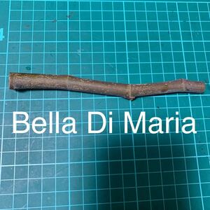 Bella Di Maria 穂木 イチジク穂木 いちじく穂木 