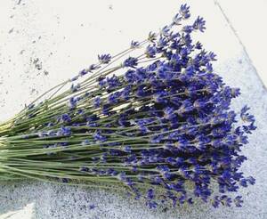 me.. atelier Hokkaido dry flower . good .oka purple lavender * material for flower arrangement lease preserved flower flower arrangement 2