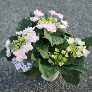 ● アジサイ ● 春よ恋 ● ガク咲き ● 小粒な八重咲きの装飾花がかわいい ● ガクアジサイ ● 加茂セレクション ● 4号 ● 花付 ●