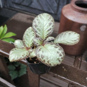 ● ベニギリソウ ● エピスシア・クプレアタ ● エピスキア ● Episcia cupreata ● 3号 ●