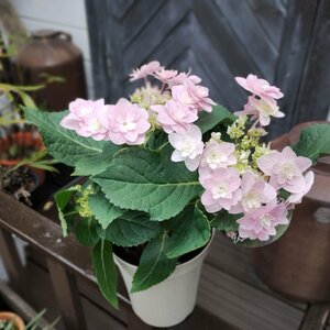 100円～● アジサイ ● 春よ恋 ● ガク咲き ● 小粒な八重咲きの装飾花がかわいい ● ガクアジサイ ● 加茂セレクション ● 4号 ● 花付