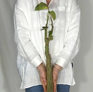 【3/6輸入】Q119 芽吹 アデニア・ケラマンサス Adenia keramanthus 塊根植物 観葉植物 未発根
