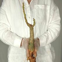 R032 アデニア・ケラマンサス Adenia keramanthus 塊根植物 観葉植物 未発根_画像1