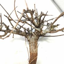R042 ボスウェリア・ネグレクタ Boswellia neglecta 塊根植物 観葉植物 未発根_画像5