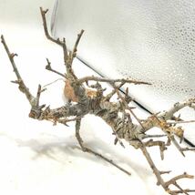 R043 ボスウェリア・ネグレクタ Boswellia neglecta 塊根植物 観葉植物 未発根_画像8