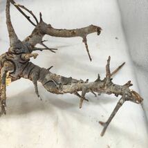 R089 ボスウェリア・ネグレクタ Boswellia neglecta 塊根植物 観葉植物 未発根_画像6