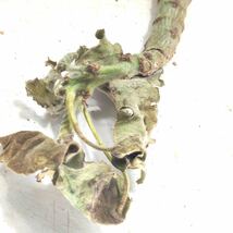 R117 アデニア・ケラマンサス Adenia keramanthus 塊根植物 観葉植物 未発根_画像8