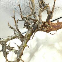 S099 ボスウェリア・ネグレクタ Boswellia neglecta 塊根植物 観葉植物 未発根_画像5