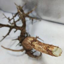 S101 ボスウェリア・ネグレクタ Boswellia neglecta 塊根植物 観葉植物 未発根_画像7