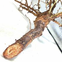 S112 アフリカーナ コミフォラ・アフリカーナ Commiphora africana塊根植物 観葉植物 未発根_画像7