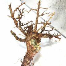 S112 アフリカーナ コミフォラ・アフリカーナ Commiphora africana塊根植物 観葉植物 未発根_画像5