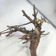 T002 ボスウェリア・ネグレクタ Boswellia neglecta 塊根植物 観葉植物 未発根_画像5