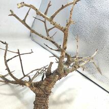T008 ボスウェリア・ネグレクタ Boswellia neglecta 塊根植物 観葉植物 未発根_画像5