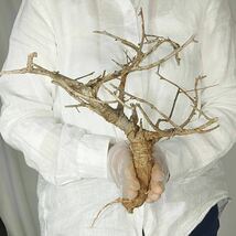 T008 ボスウェリア・ネグレクタ Boswellia neglecta 塊根植物 観葉植物 未発根_画像4