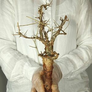 T039 アフリカーナ コミフォラ・アフリカーナ Commiphora africana塊根植物 観葉植物 未発根