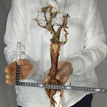T039 アフリカーナ コミフォラ・アフリカーナ Commiphora africana塊根植物 観葉植物 未発根_画像2