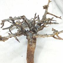 T017 ボスウェリア・ネグレクタ Boswellia neglecta 塊根植物 観葉植物 未発根_画像5