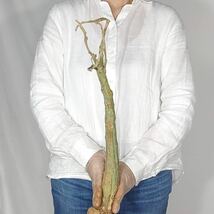 T116 アデニア・ケラマンサス Adenia keramanthus 塊根植物 観葉植物 未発根_画像3