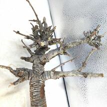 T027 ボスウェリア・ネグレクタ Boswellia neglecta 塊根植物 観葉植物 未発根_画像5