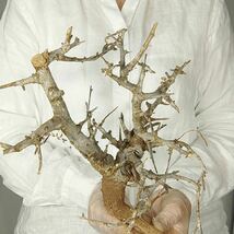T029 ボスウェリア・ネグレクタ Boswellia neglecta 塊根植物 観葉植物 未発根_画像1