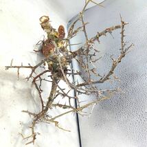 T047 アフリカーナ コミフォラ・アフリカーナ Commiphora africana塊根植物 観葉植物 未発根_画像8