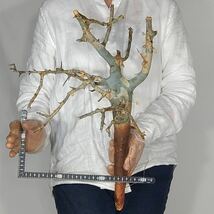 T077 大 ホルトジアナ コミフォラ・ホルトジアナ Commiphora holtziana塊根植物 観葉植物 未発根_画像2
