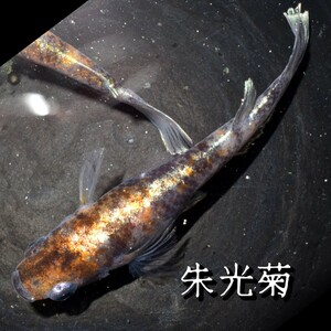 朱光菊　稚魚　１０匹　オマケ付き　菊間　三色　対外光　メダカ　めだか　赤　黒　白　鰭　光　