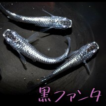 黒ファンタ　稚魚１０匹＋α　メダカ めだか　クラウドグレー　ブラックダイヤ　上見　ラメ　強ラメ_画像2