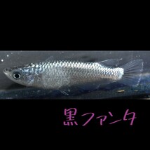 黒ファンタ　稚魚１０匹＋α　メダカ めだか　クラウドグレー　ブラックダイヤ　上見　ラメ　強ラメ_画像9