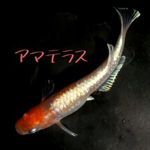 アマテラス　稚魚１０匹＋α　メダカ　めだか　体外光　紅白　紅白体外光　紅白メダカ　鱗系　鱗光　　　鱗光紅白　MEDAKANEON_画像1