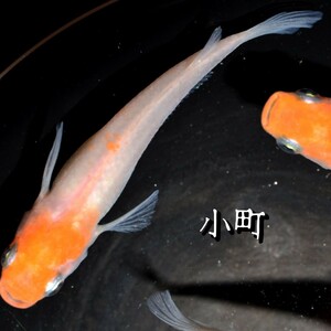 小町　稚魚　１０匹　オマケ　付き メダカ　めだか　α　紅白　赤　紅　白　鯉　非透明鱗　非　透明　鱗　産卵　間近　個体　
