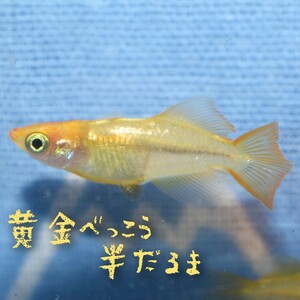 黄金べっこう　半だるま　稚魚１０匹＋α　めだか　メダカ　黄金　べっ甲　半だるま　だるま　ダルマ　達磨　光体型　黄色　ＣＢ