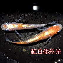 紅白体外光　稚魚１０匹　オマケ付き　紅白　赤　白　紅　朱　体外光　めだか　メダカ　レッドクリフ　アマテラス　モルフォΩ　_画像1